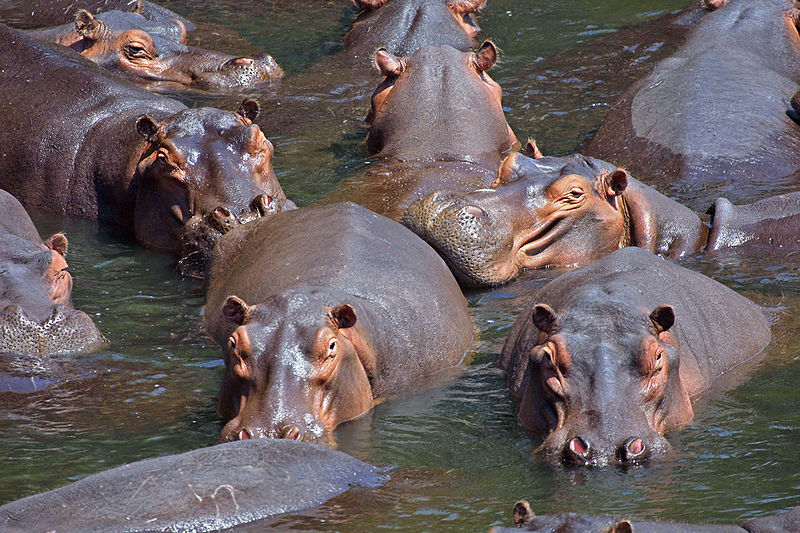 Flusspferde im Luangwatai